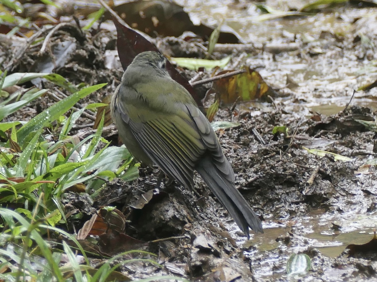 Green-winged Saltator - ML638489793