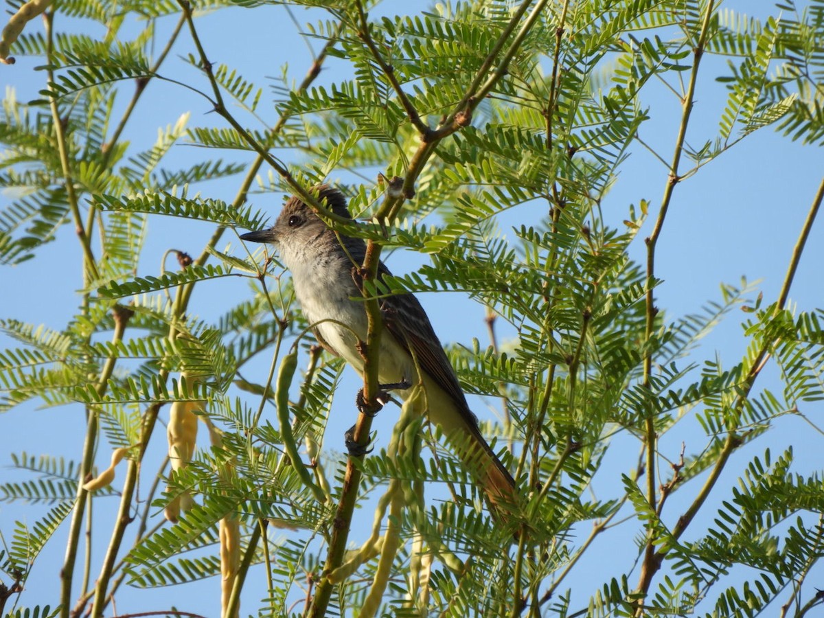 Ash-throated Flycatcher - ML638489794