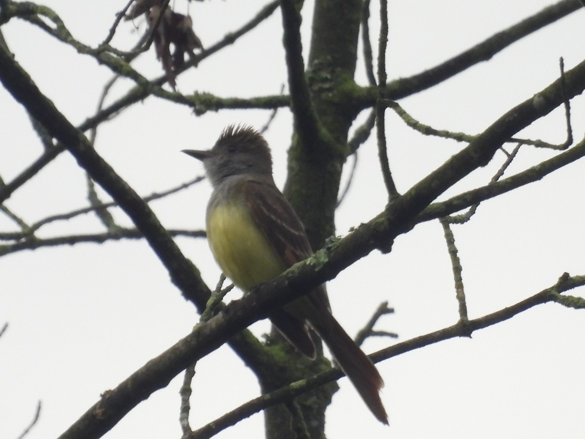 Great Crested Flycatcher - ML638489798