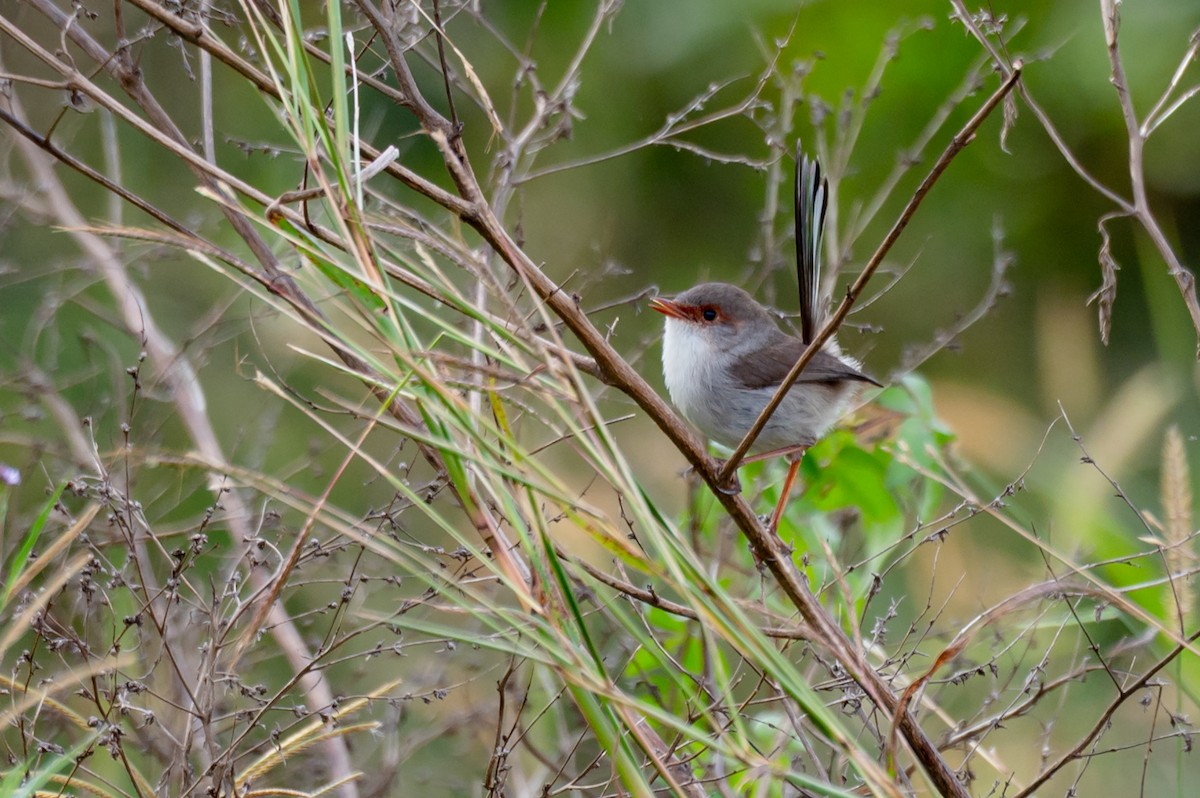 Superb Fairywren - ML638489799