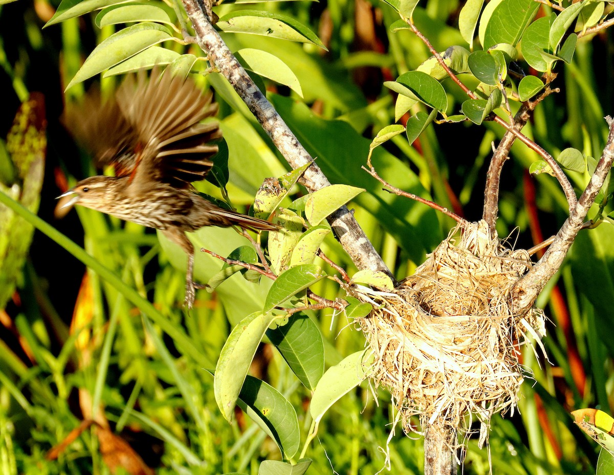 Red-winged Blackbird (Red-winged) - ML638489820