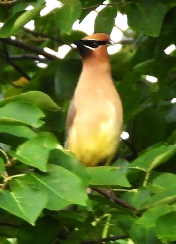 Cedar Waxwing - ML638489821