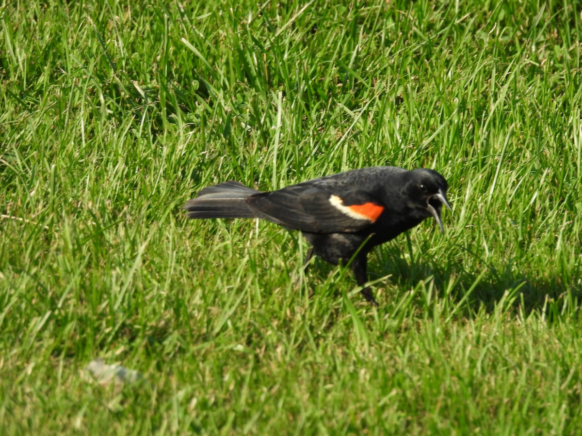 Red-winged Blackbird - ML638489833