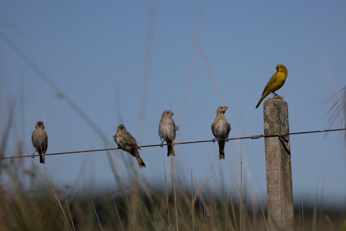 Saffron Finch - ML638489840