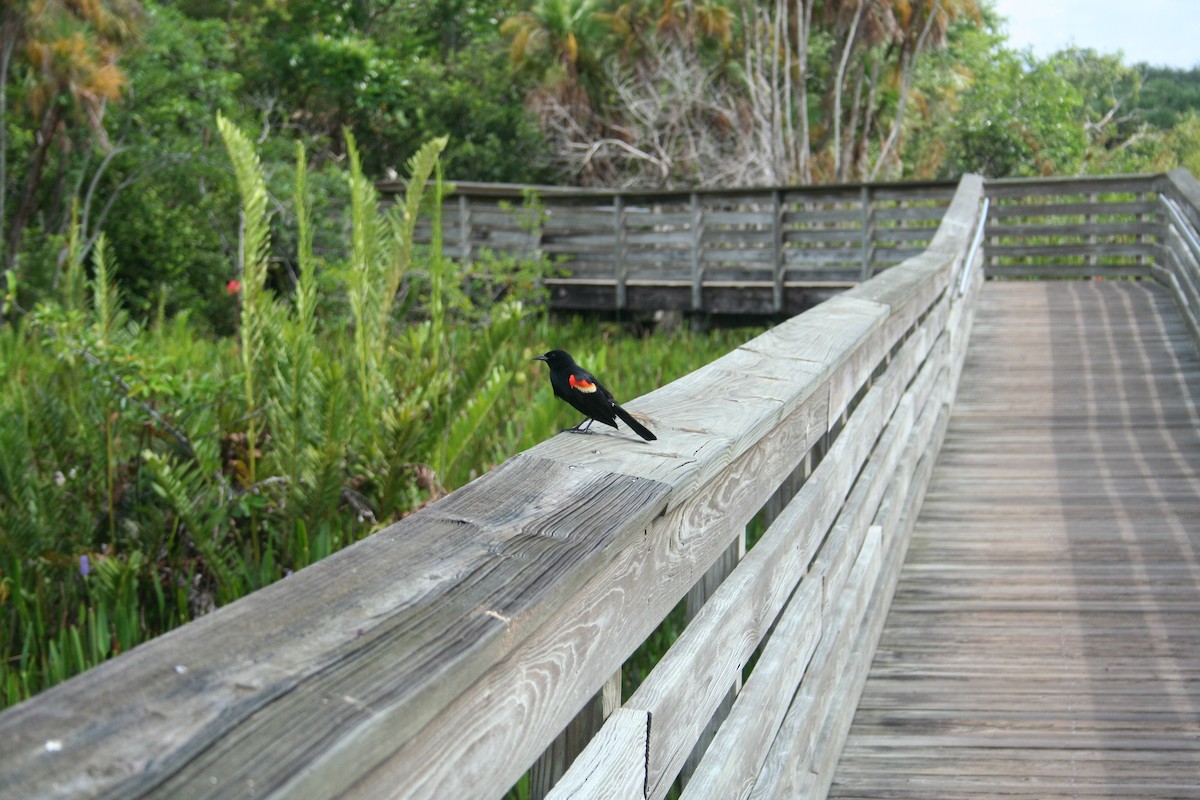 Red-winged Blackbird - ML638489844