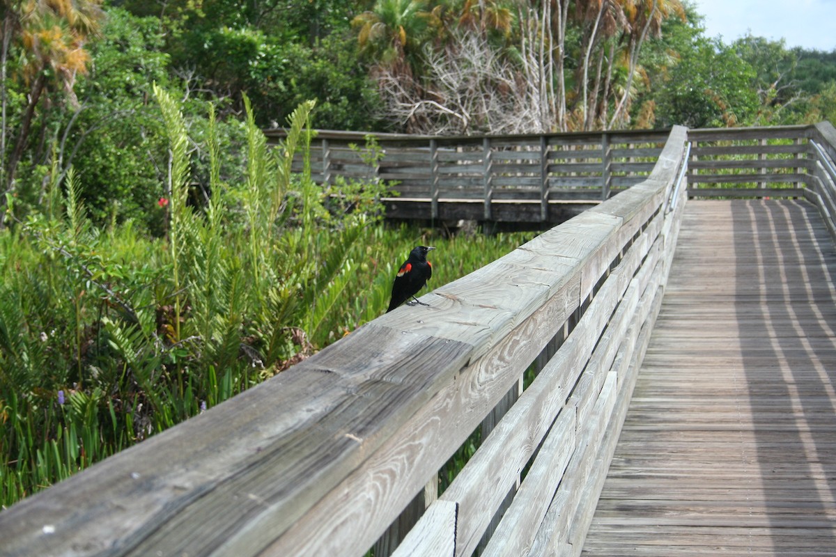 Red-winged Blackbird - ML638489845