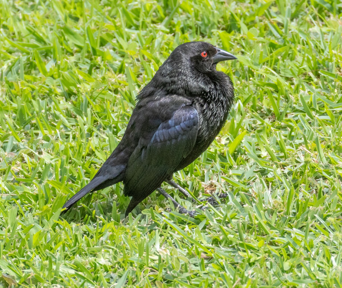 Rotaugen-Kuhstärling - ML638489852