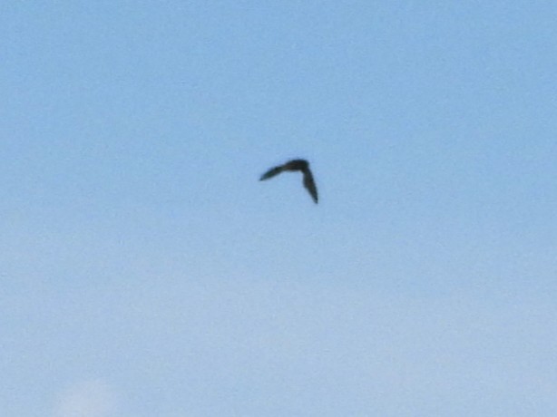 Schornsteinsegler - ML638489881