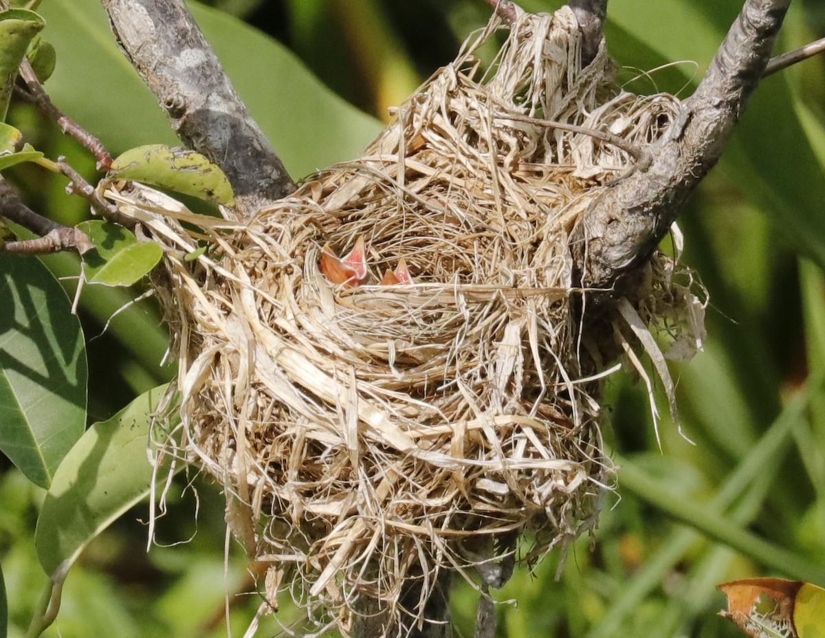 Red-winged Blackbird (Red-winged) - ML638489882