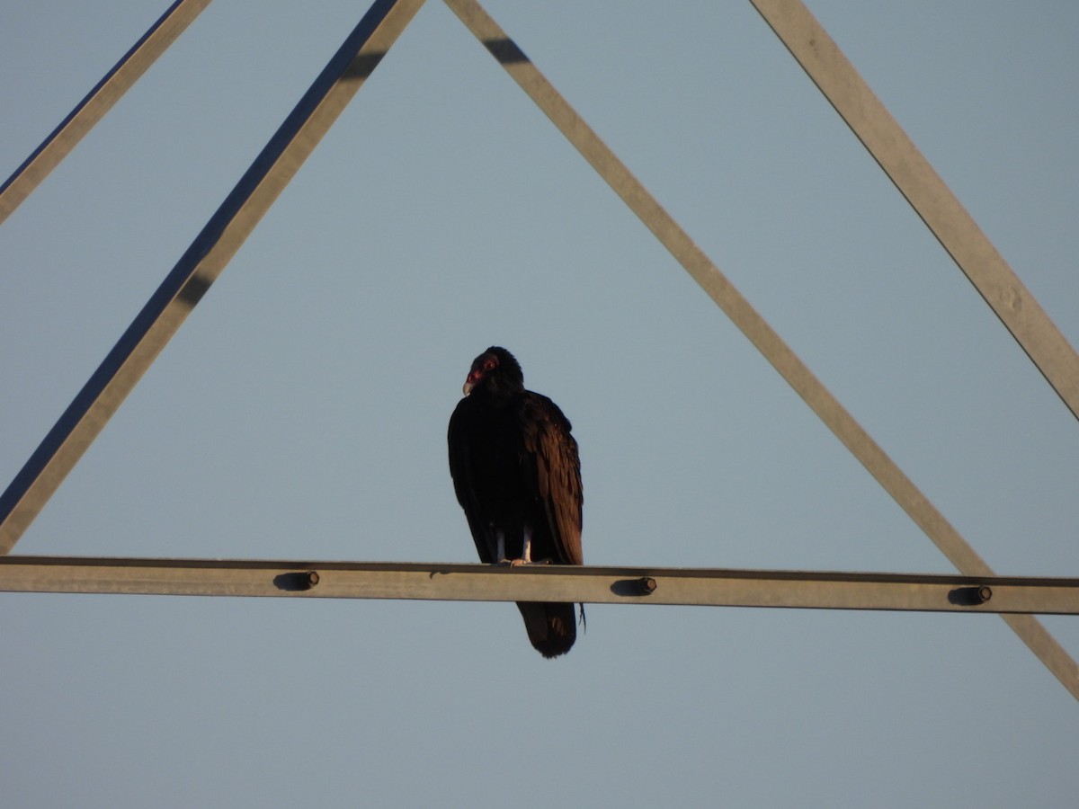 Turkey Vulture - ML638489917