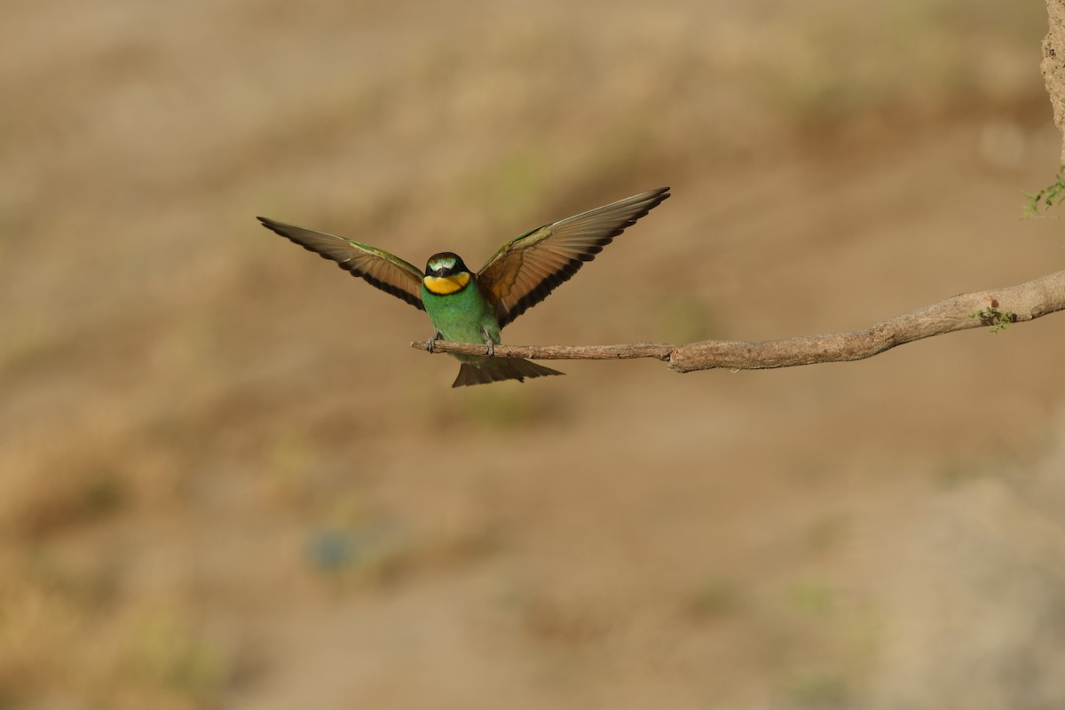 European Bee-eater - ML638489918