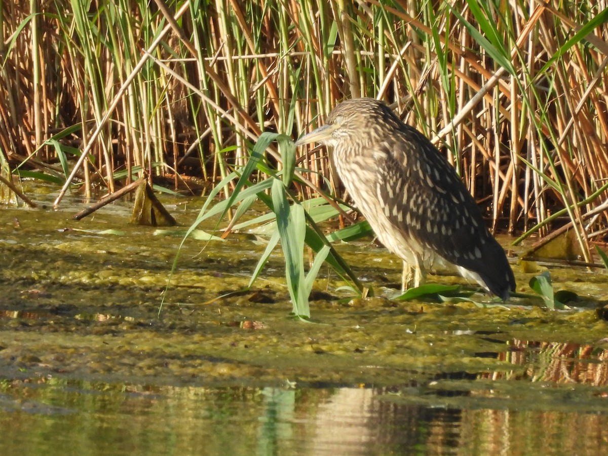 Black-crowned Night Heron - ML638489920