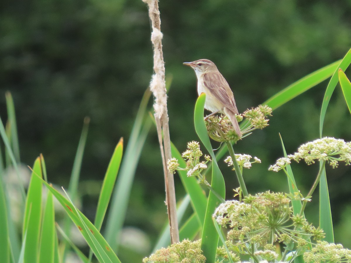 Sedge Warbler - ML638489923