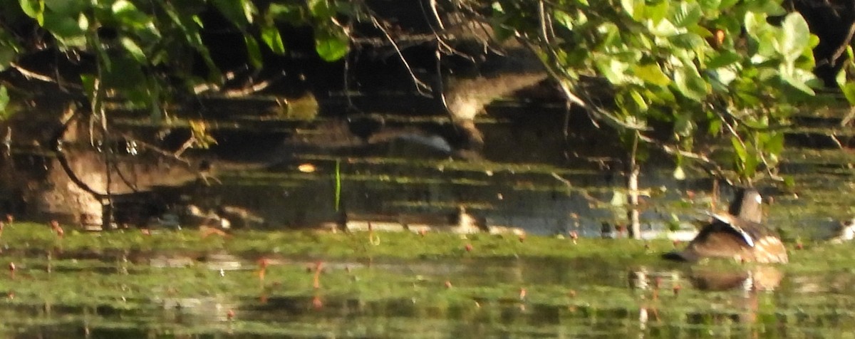 Wood Duck - ML638489925