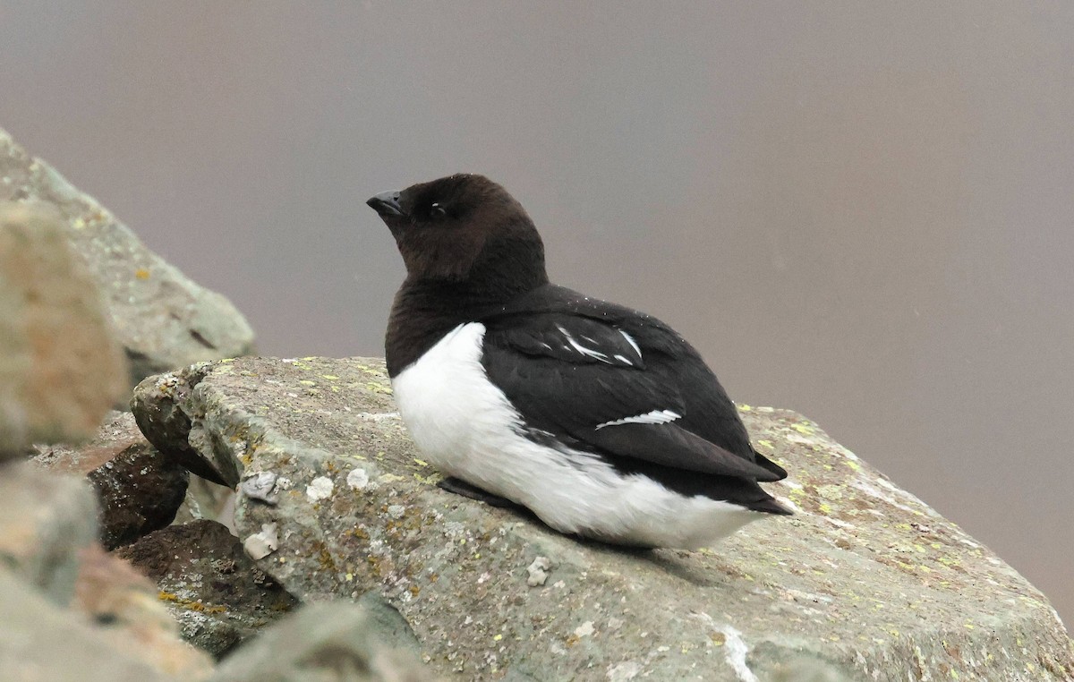 Dovekie - ML638489926