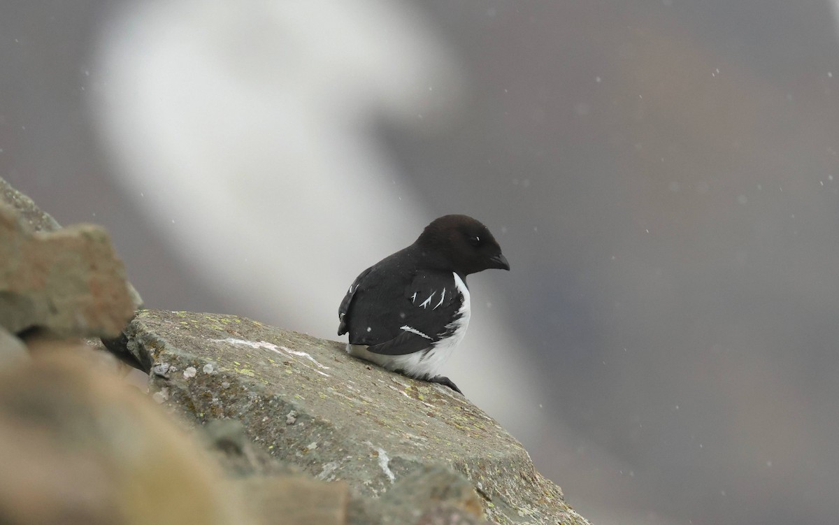 Dovekie - ML638489927