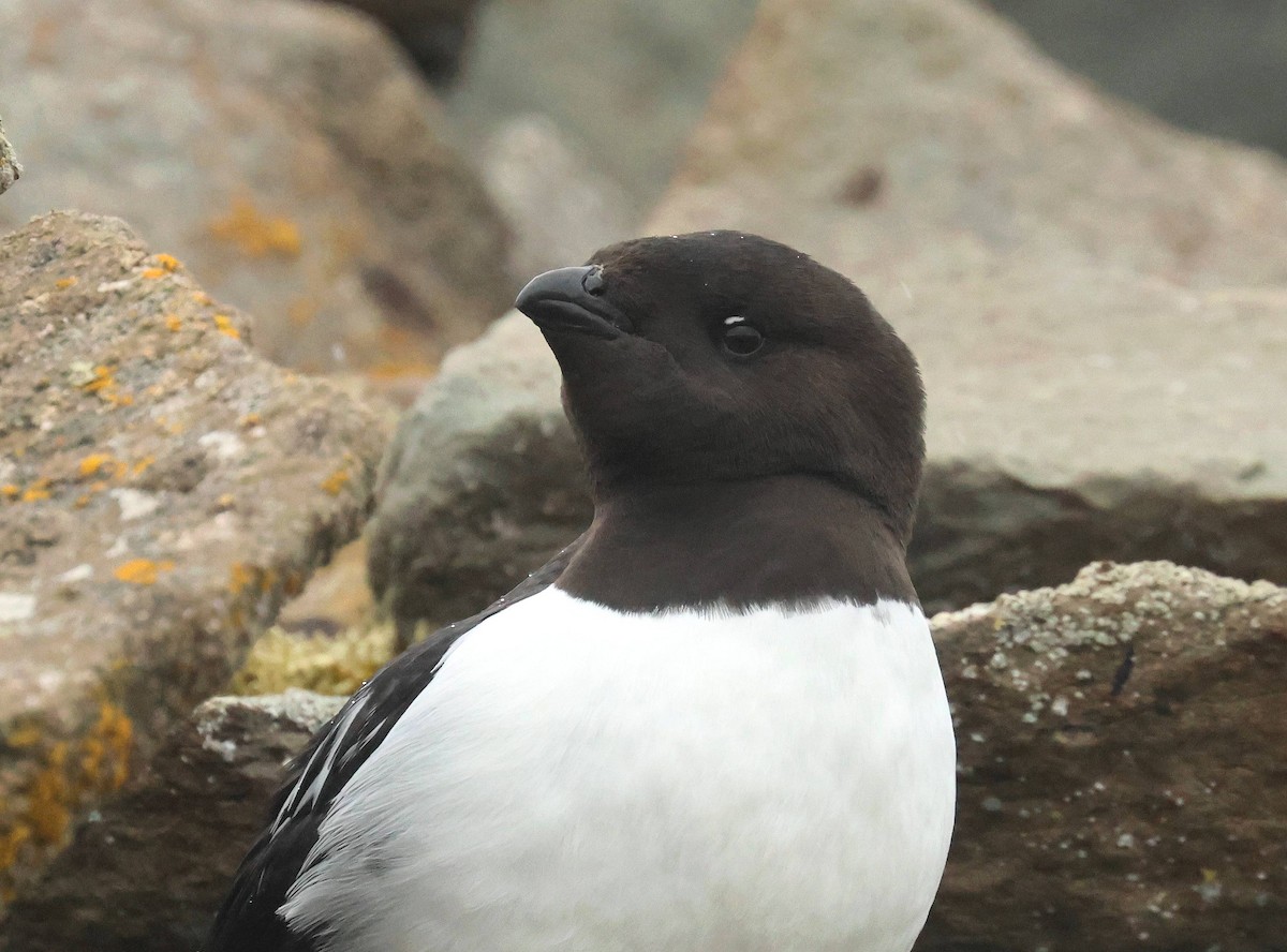 Dovekie - ML638489928