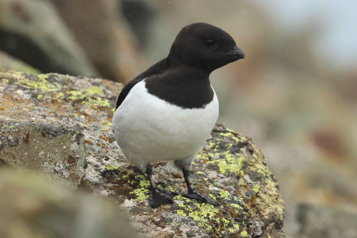 Dovekie - ML638489929