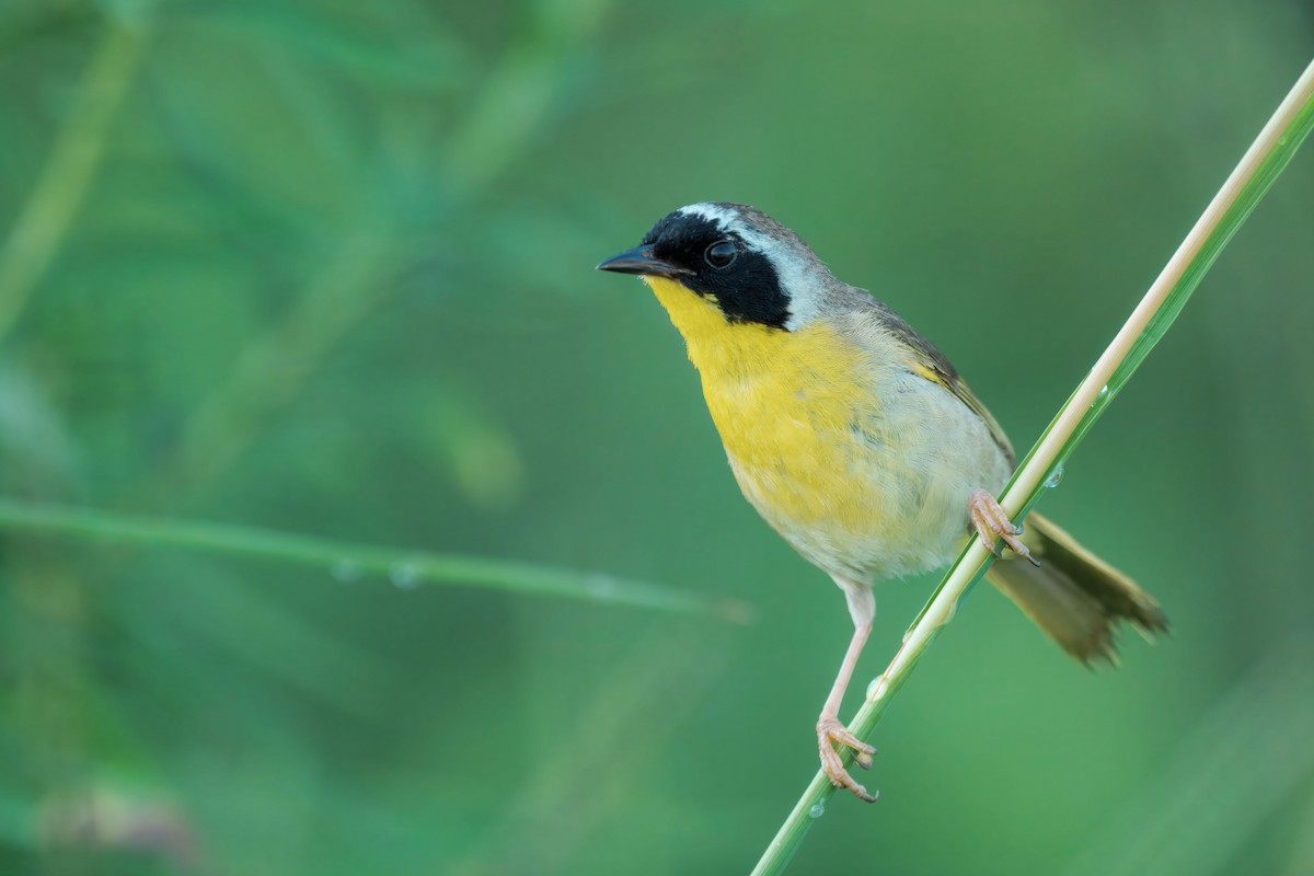 Common Yellowthroat - ML638489931