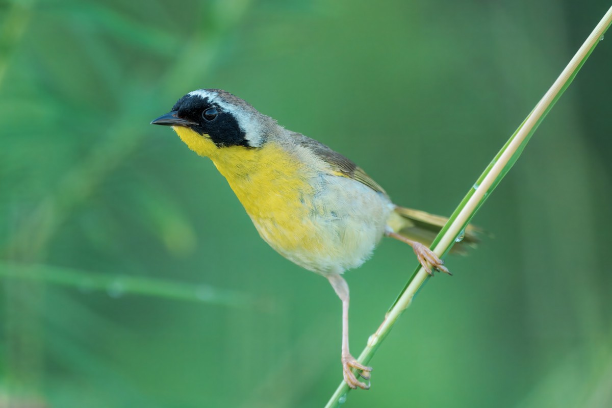 Common Yellowthroat - ML638489933