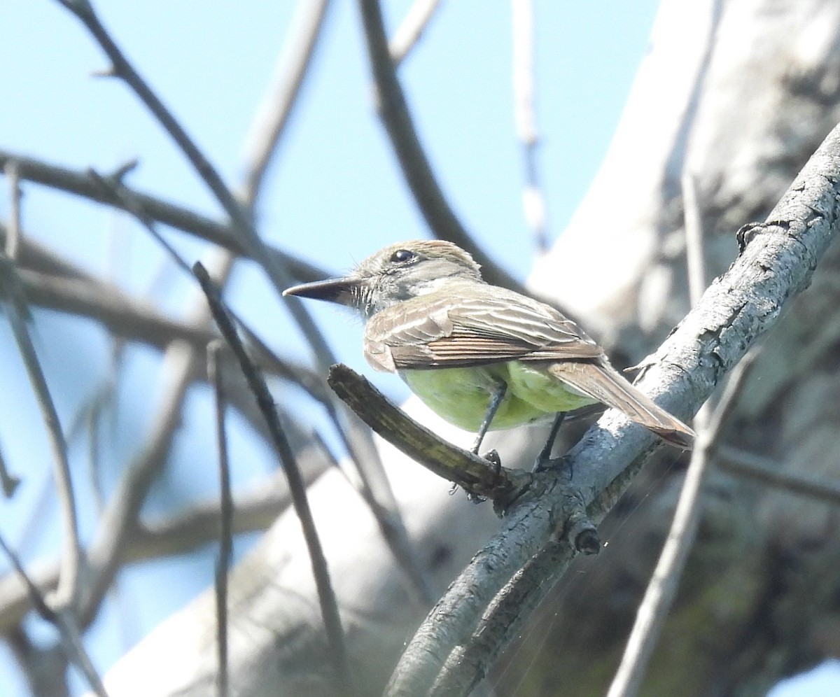 Great Crested Flycatcher - ML638489940