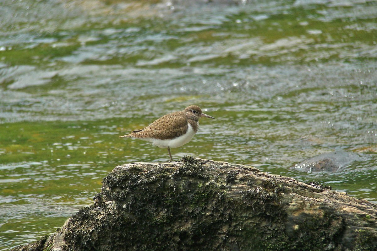 Common Sandpiper - ML638489942
