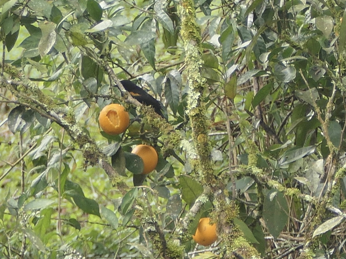 Variable Oriole - ML638489943