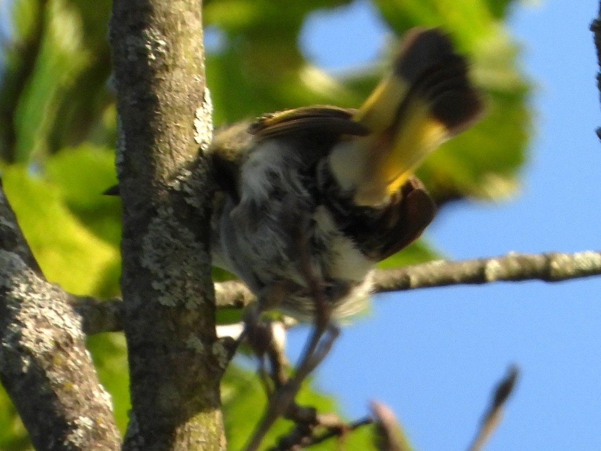 American Redstart - ML638489947