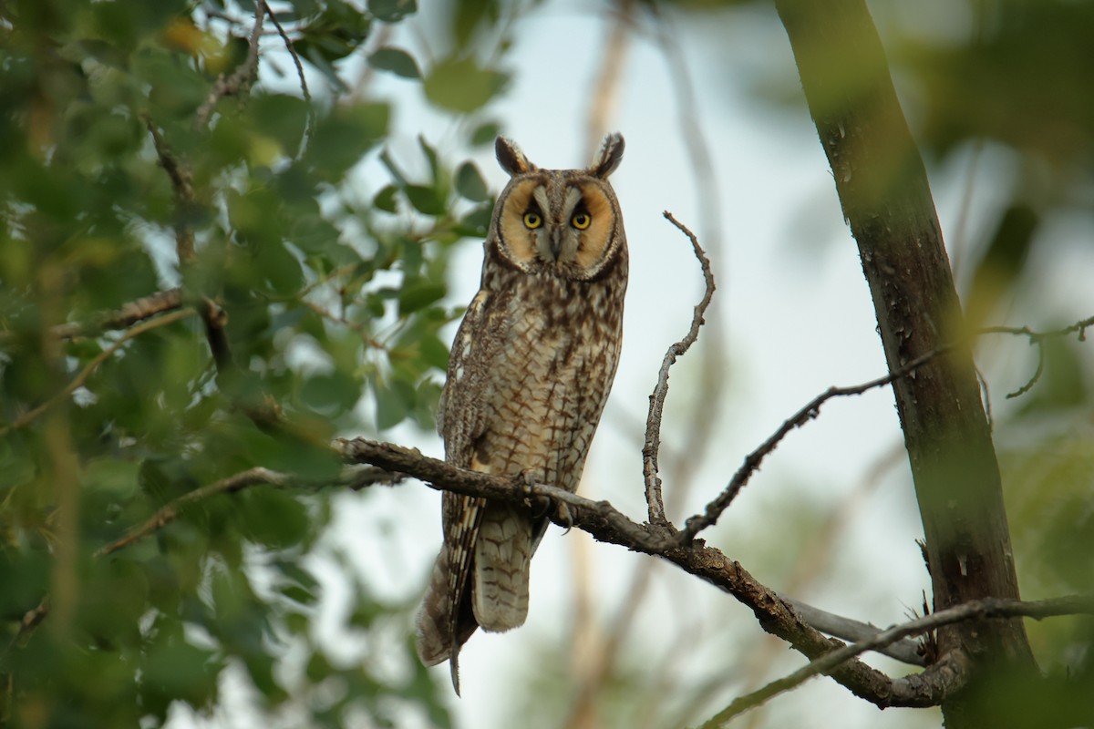 Long-eared Owl - ML638489949