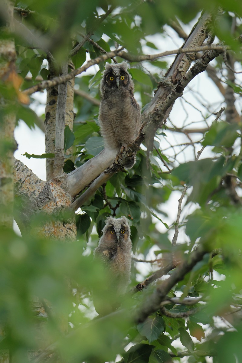 Long-eared Owl - ML638489950