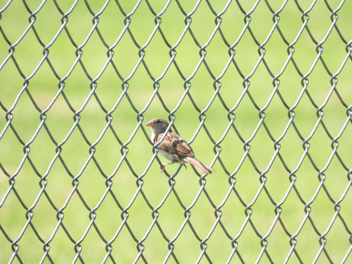 House Sparrow - ML638489951