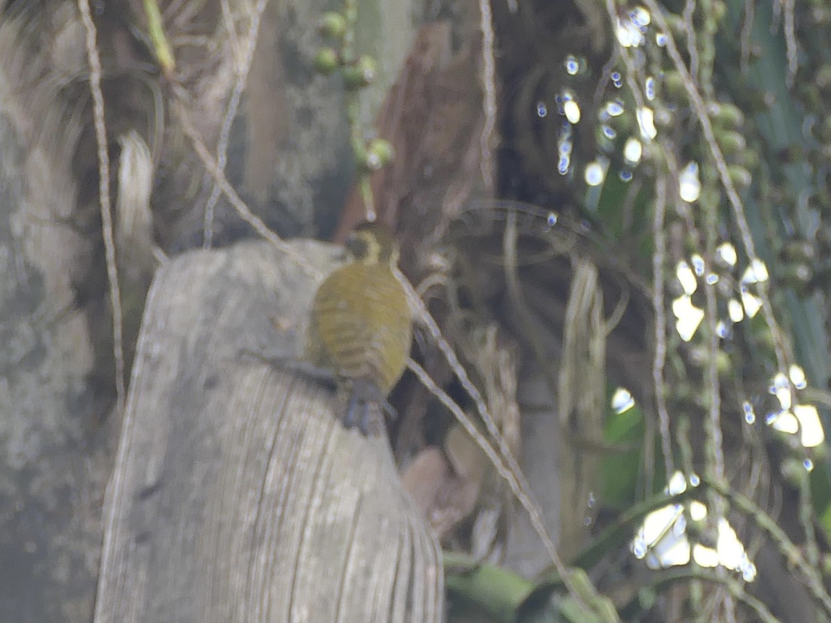 White-spotted Woodpecker - ML638489955