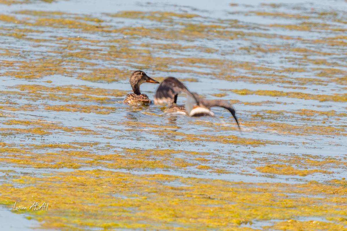 Gadwall - ML638489957