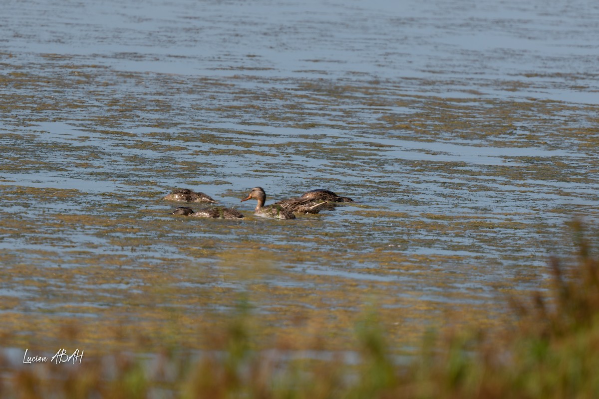 Gadwall - ML638489960