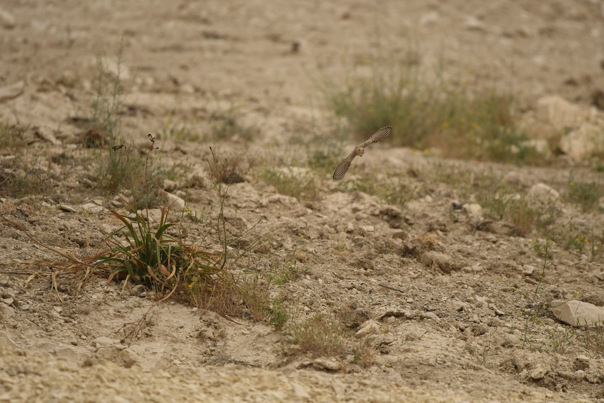 Pale Rockfinch - ML638489971