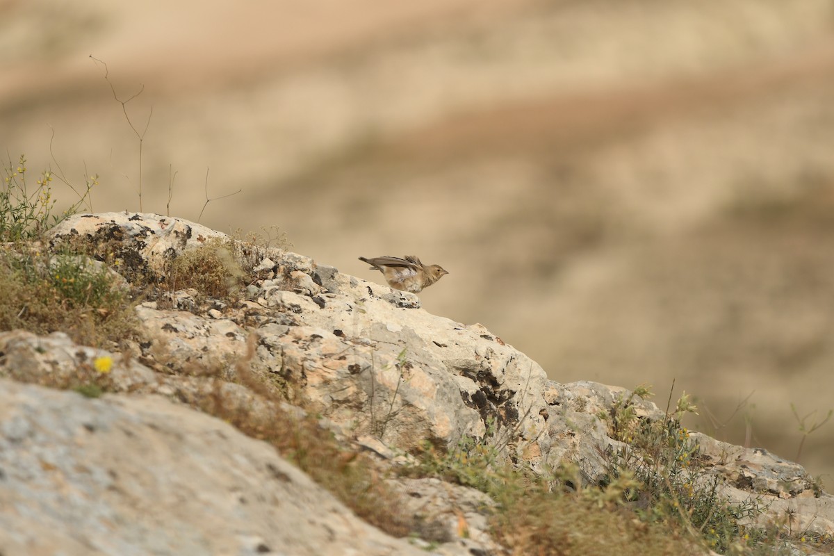 Pale Rockfinch - ML638489974