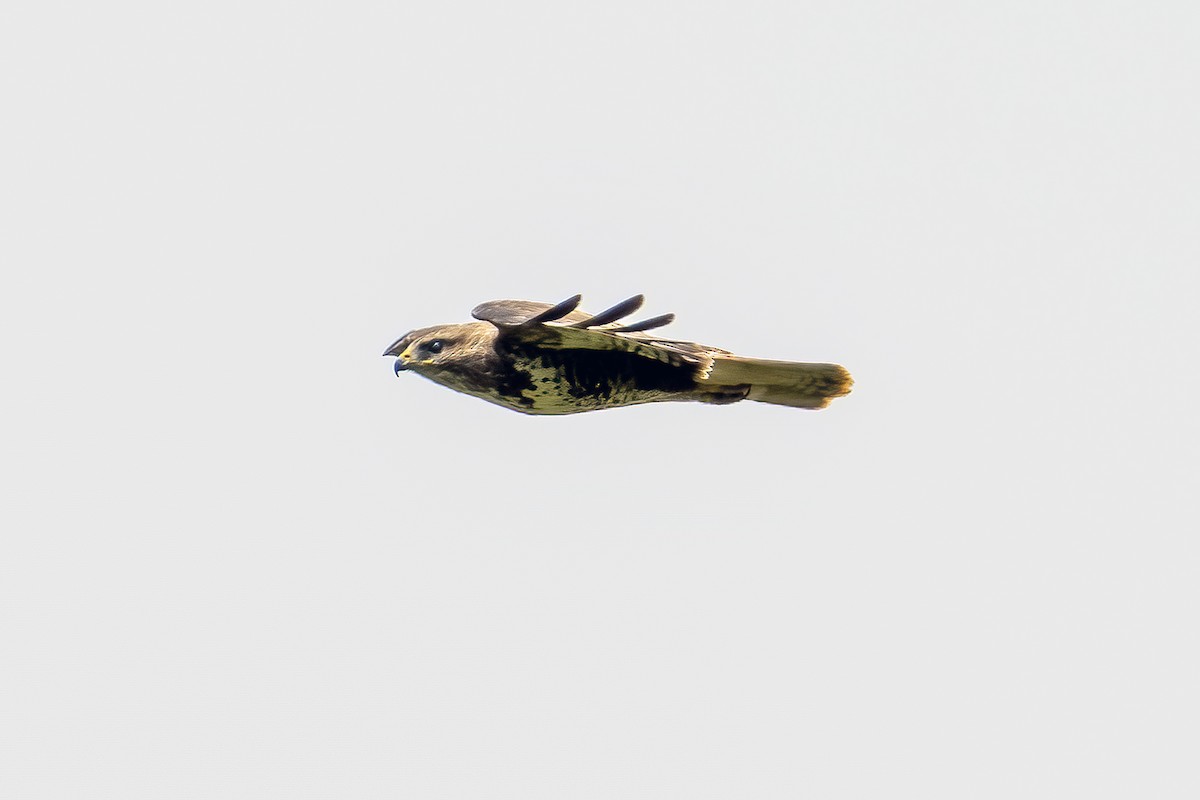 Zapelatz arrunta - ML638489980
