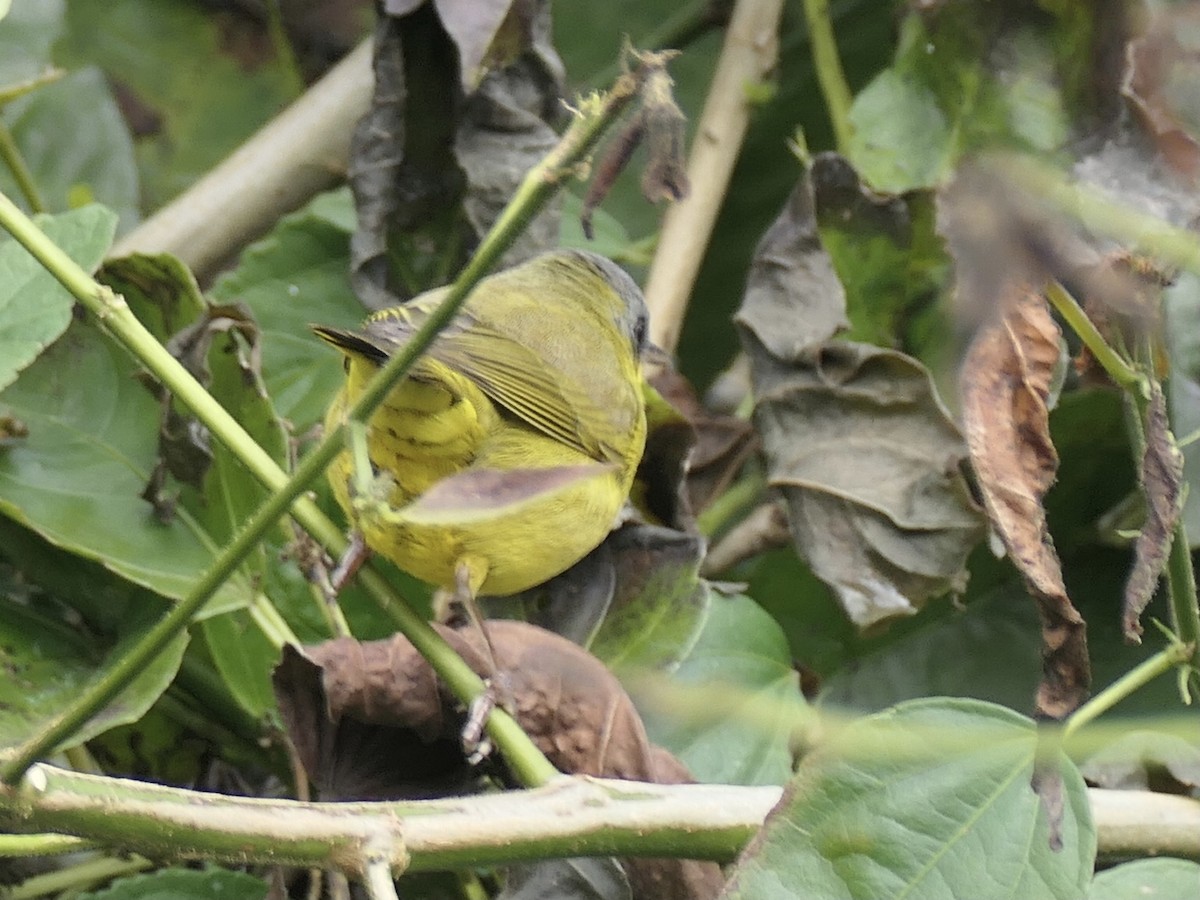 Southern Yellowthroat - ML638489983