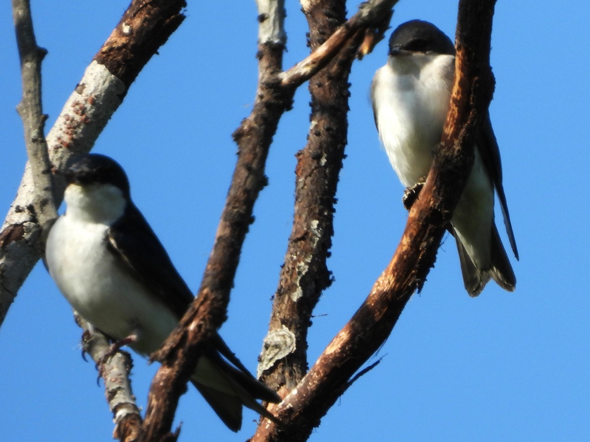 Tree Swallow - ML638489995