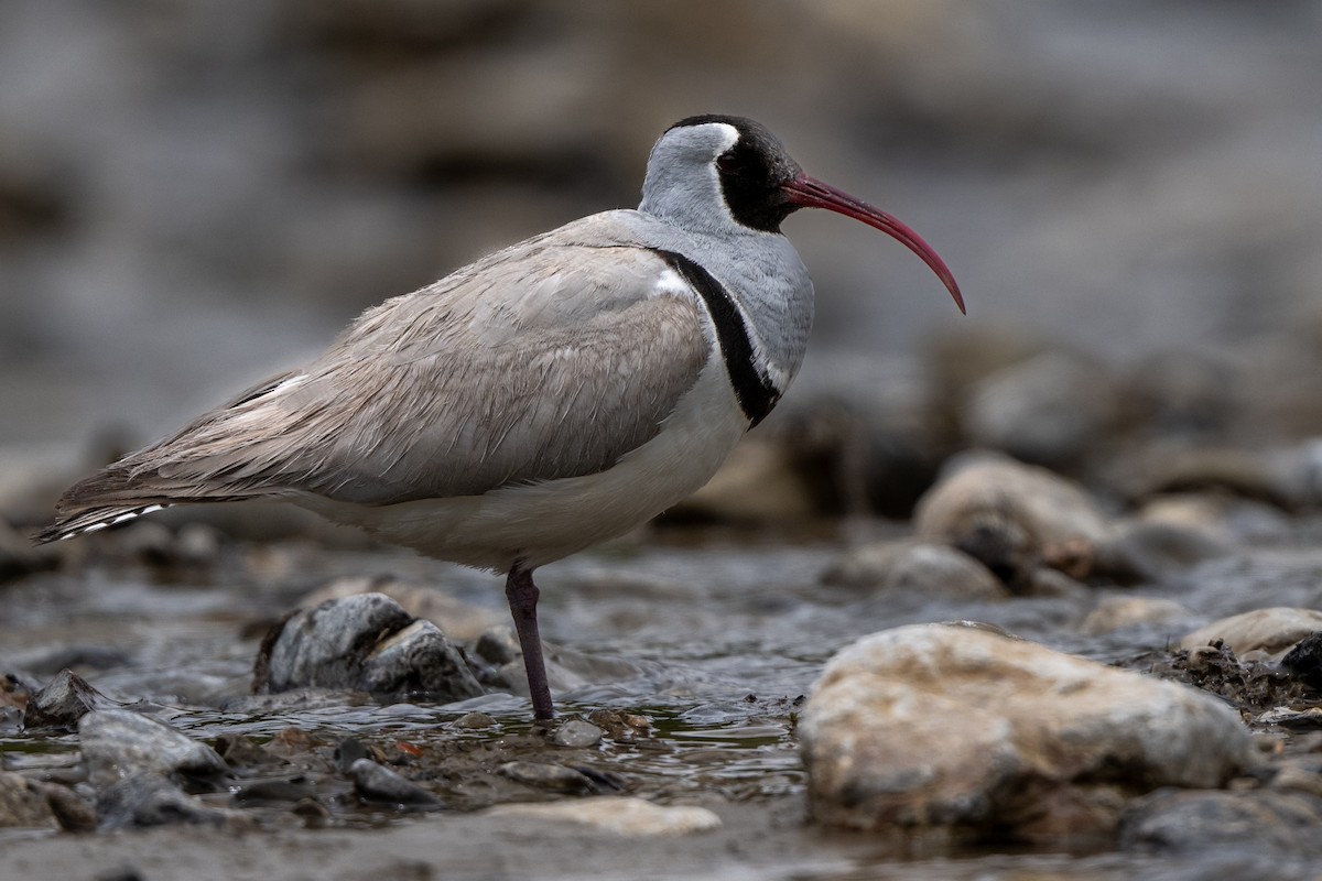 Ibisbill - ML638489996