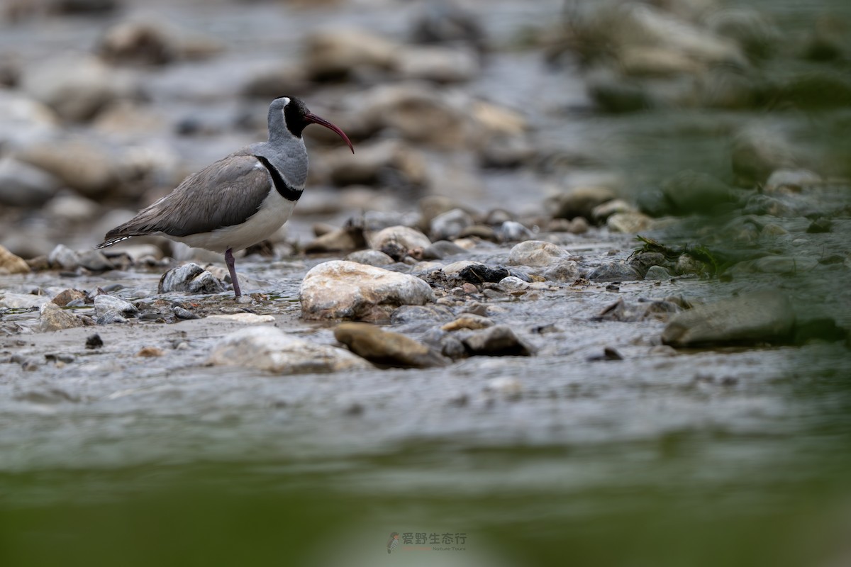 Ibisbill - ML638489997
