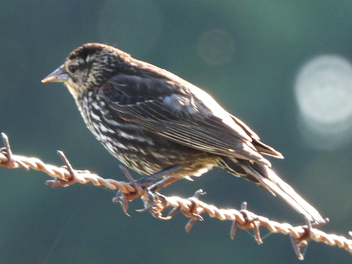 Red-winged Blackbird - ML638490004