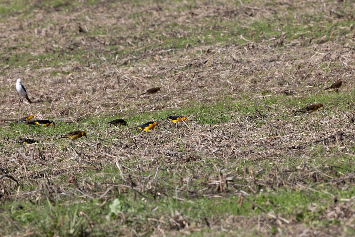 Saffron-cowled Blackbird - ML638490005