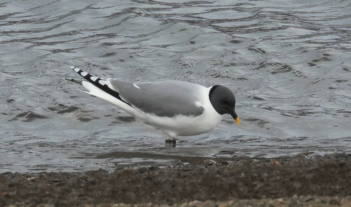 Sabine's Gull - ML638490041