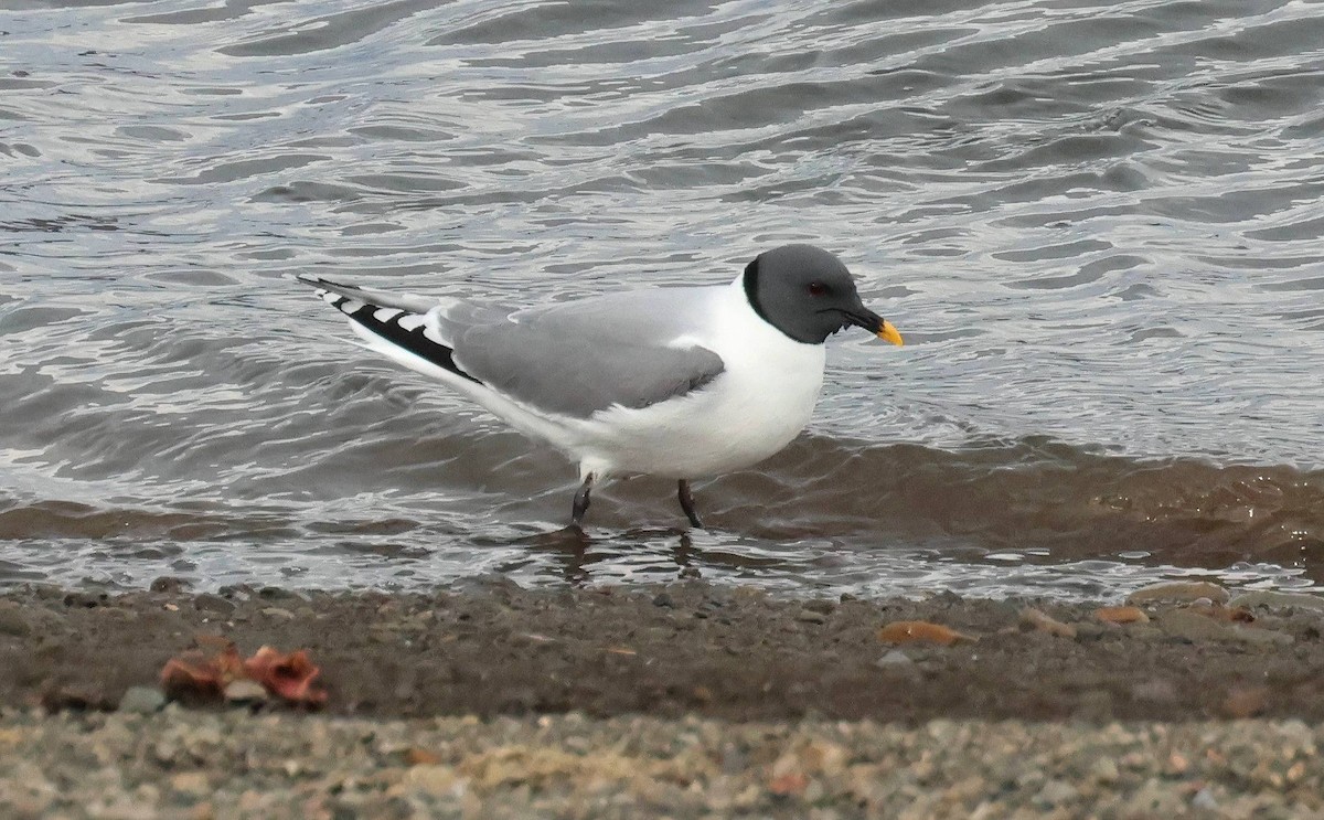 Sabine's Gull - ML638490043
