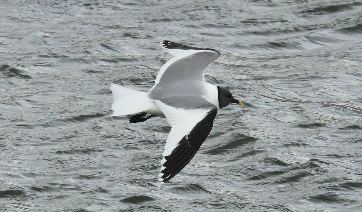 Sabine's Gull - ML638490044