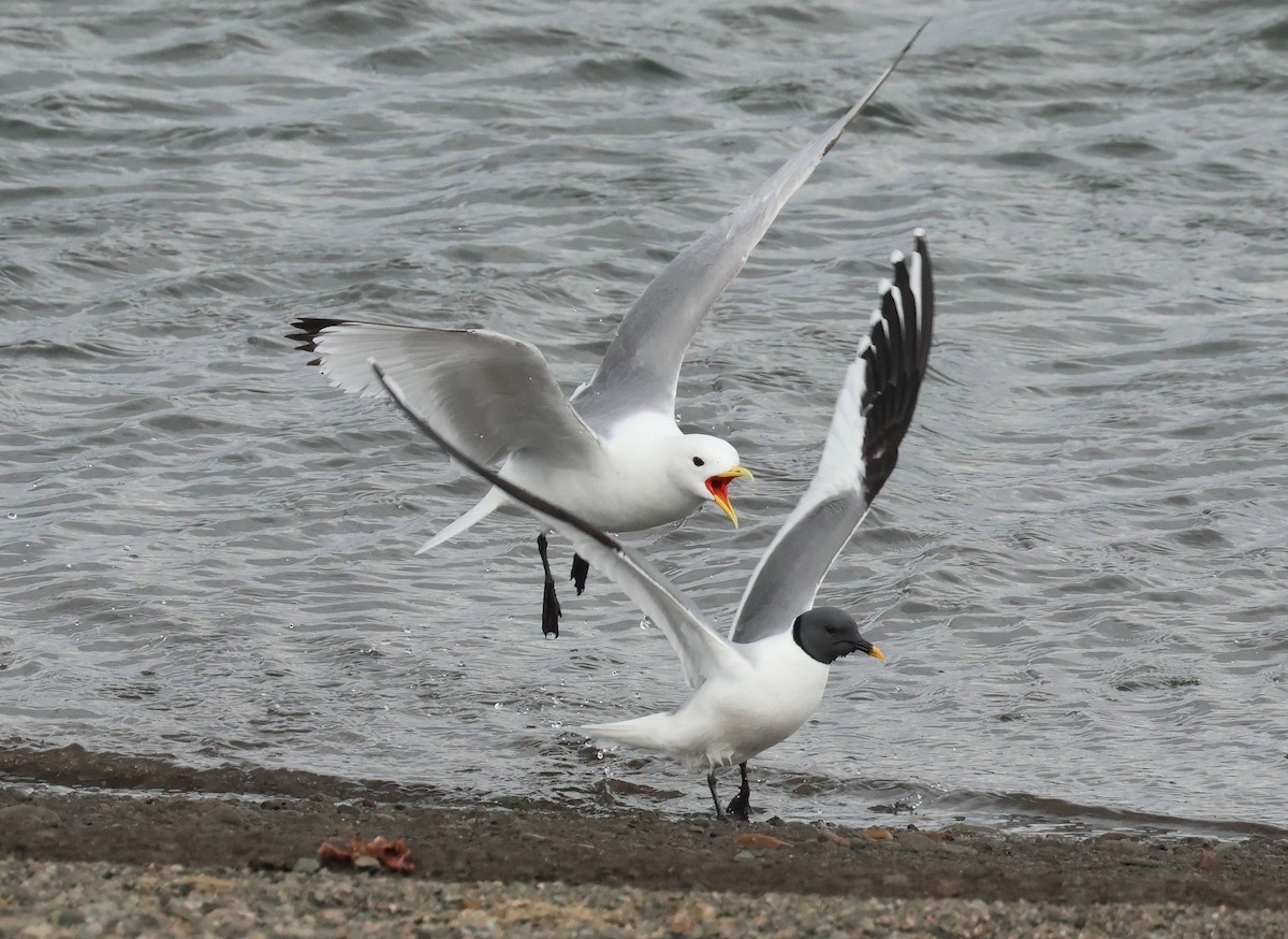 Sabine's Gull - ML638490045