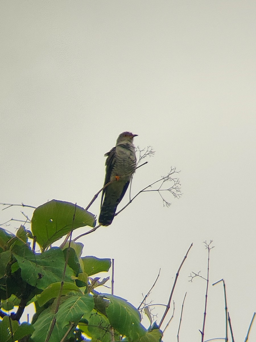 Common Cuckoo - ML638490050