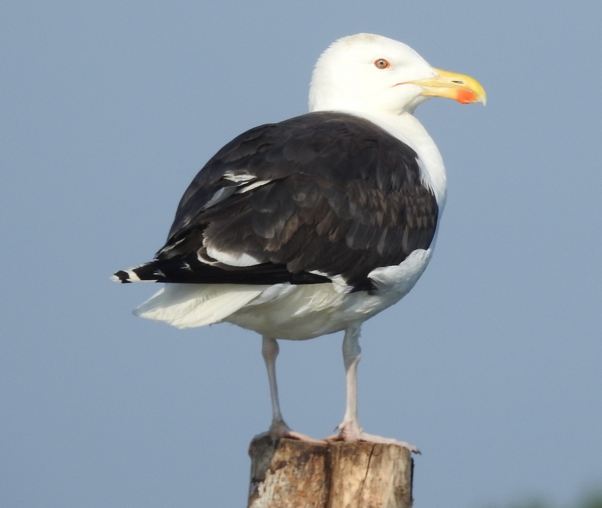 Great Black-backed Gull - ML638490056