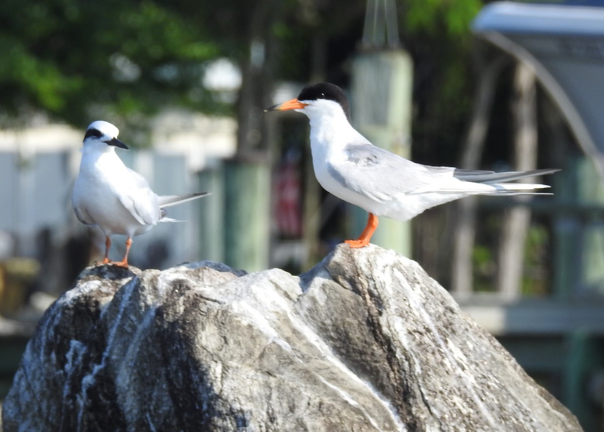 Forster's Tern - ML638490063